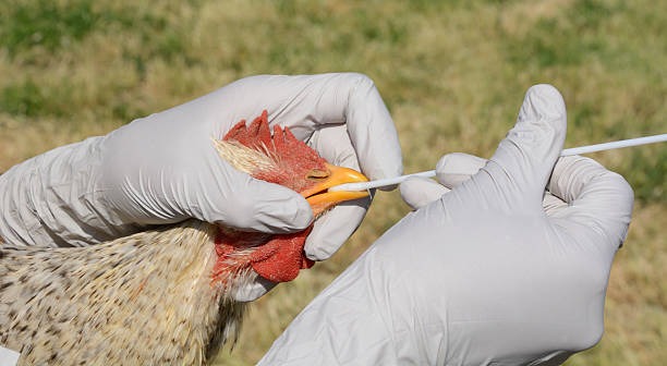 Guardian of the Coop: Combatting Canker in Chickens with the Power of Probiotics