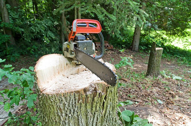 Keeping Outdoor Landscapes Safe and Attractive